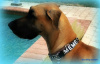 CUSTOM CRYSTAL COLLAR WITH PERSONALIZATION LARGE BREED